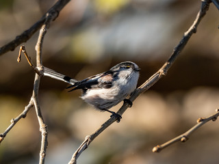 cute long-tailed bushtit in a tree 4