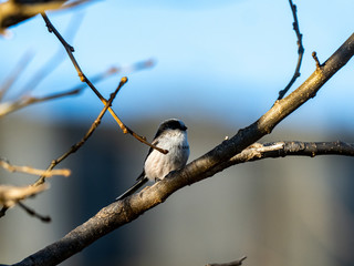 cute long-tailed bushtit in a tree 8