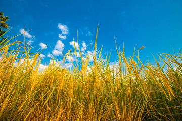 Obraz premium Paddy rice plantation field against blue sky with cloud