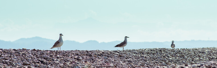 Three dainty white seagulls seabirds stand on a stone beach. Selective focus