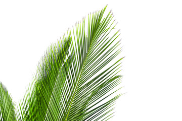 Coconut leaves on a white background