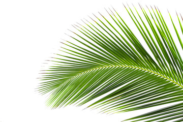 Coconut leaves on a white background