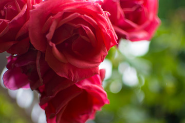 Close up on red flower
