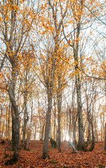 Fototapeta premium Autumn forest