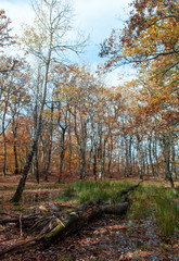 Obraz premium Autumn forest