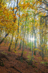 Autumn forest