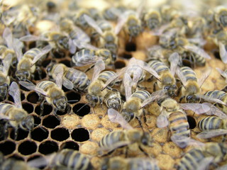 Busy bees inside the hive with open and sealed cells for their young.