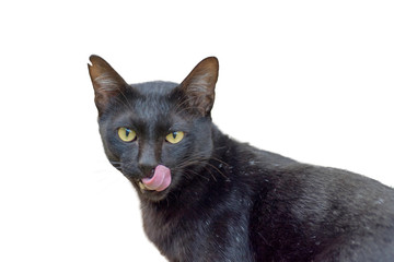 Black cat licking lips , isolated on a white background