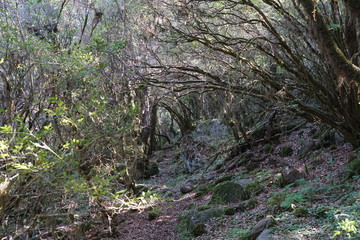 Stimmungsvolle Wallandschaft auf Madeira