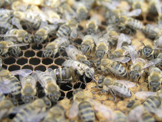 birth of young bee. bee was born and comes out of honeycomb.
