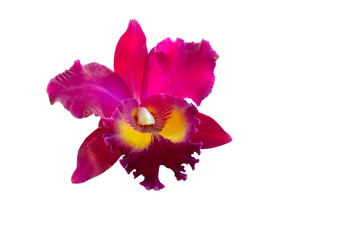 Pink orchid flowers , isolate background