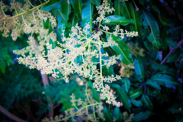 A bunch of growing mango flower . A good growing concept