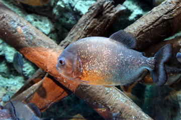 光を反射する鱗がとても美しい魚　泳ぐピラニア・ナッテリー