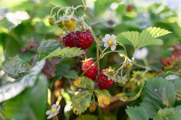 fresh juicy red wild strawberry grows on a bush in the garden summer on sunny day