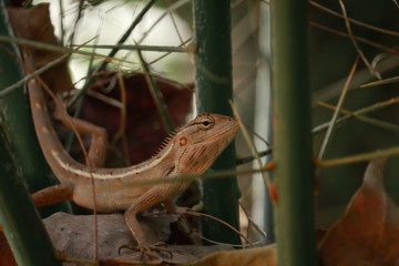 Indian chameleon sitting on tree branch
