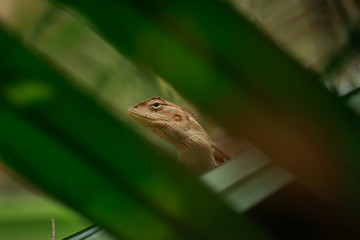 Indian chameleon sitting on tree leaves