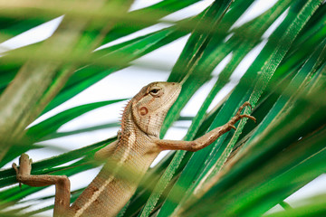 indian chameleon sitting on tree leaves
