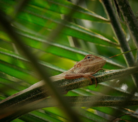 indian chameleon sitting on tree leaves
