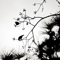 silhouette of bird on branch