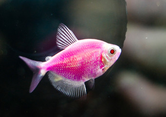 Obraz na płótnie Canvas aquarium fish, Purple Tetra GloFish