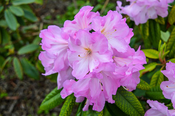 Blossom of flowers in Hryshko National Botanical Garden in Kyiv, Ukraine