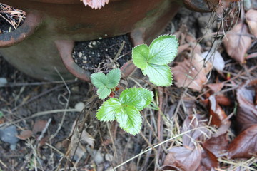 strawberry leaves 