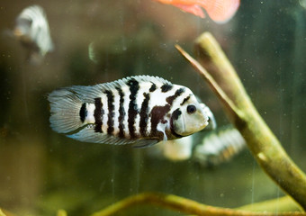 Cichlasoma nigrofasciatum, Zebra Convict Cichlid