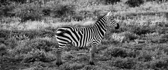 Fototapeta premium Zebra