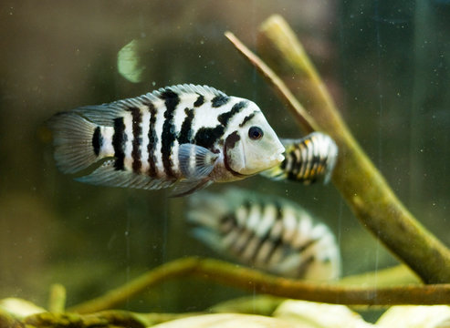 Cichlasoma nigrofasciatum, Zebra Convict Cichlid