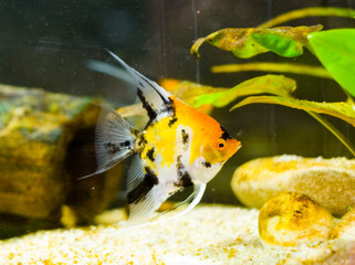 aquarium fish Pterophyllum