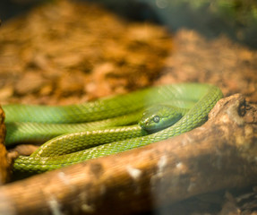 Boiga cyanea snake, green,