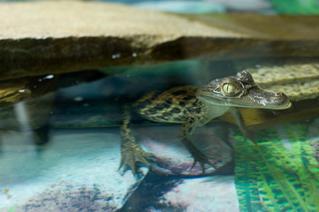 crocodile, cayman, predator's eye, freshwater, reptile