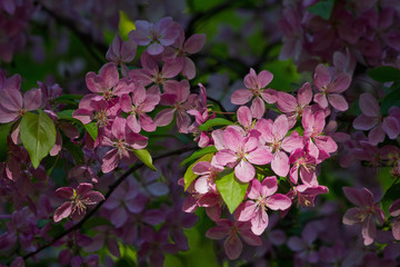 Branch of a pink blossoming apple tree in the sun