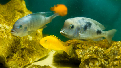 Obraz na płótnie Canvas aquarium fish Cyrtocara moorei Africa, Lake Malawi