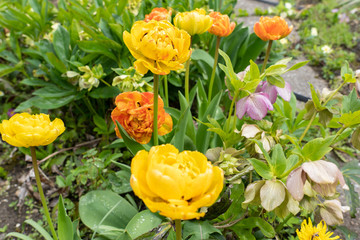 Blooming big yellow and orange tulips with open blossom and christmas rose in natural garden.
