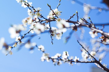 Beautiful image of a blossoming tree for postcards, posters, wallpapers.