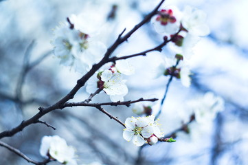 Beautiful image of a blossoming tree for postcards, posters, wallpapers.