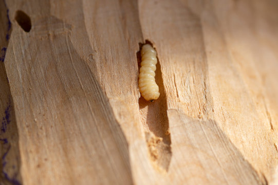 Holzwurm