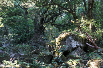 Wildnis mit Bäume und Felsen auf Madeira