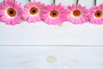 Close up of a pink  Gerbera daisy with white empty copy space