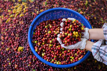 Good quality Arabica coffee on high mountain. Fresh Arabica coffee beans and leaves . thailand
