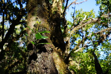 Fototapeta premium Lorbeerbaum mit jungem Trieb (Lorbeerwald, Madeira)