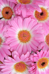 Close up of a pink  Gerbera daisy with orange hart