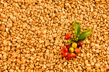 Good quality Arabica coffee on high mountain. Fresh Arabica coffee beans and leaves . thailand