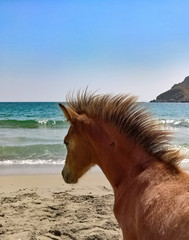Skyrian Pony Horse running free at the beach