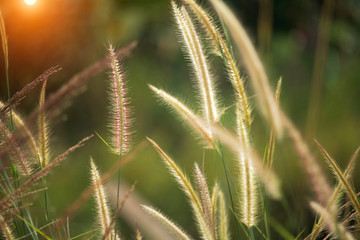 Blurred of golden grass flowers in the garden. Beautiful abstract grass texture on sunset with reflections and rays of sun.