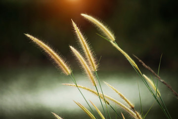 Blurred of golden grass flowers in the garden. Beautiful abstract grass texture on sunset with reflections and rays of sun.