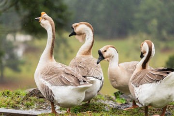 Flock of Anser Cygnoides, rare chinese geese free in a natural landscape. Close up