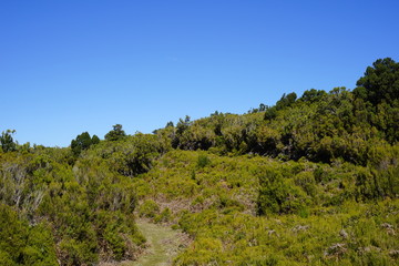 Fototapeta na wymiar Heidelandschaft bei Fanal (Madeira)
