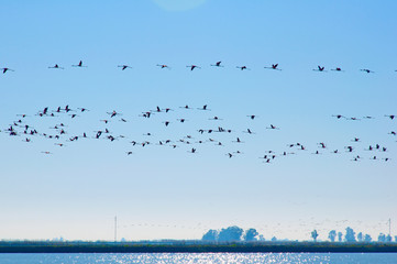 Flock of pink flamingos flying over the fields of rice. Strip of land with trees in the horizon